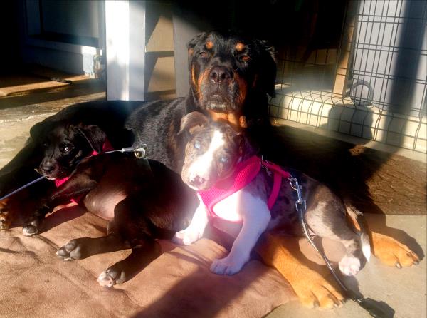 /Images/uploads/MidAmerica Rottweiler Rescue/adoptarottphotocontest/entries/10143thumb.jpg